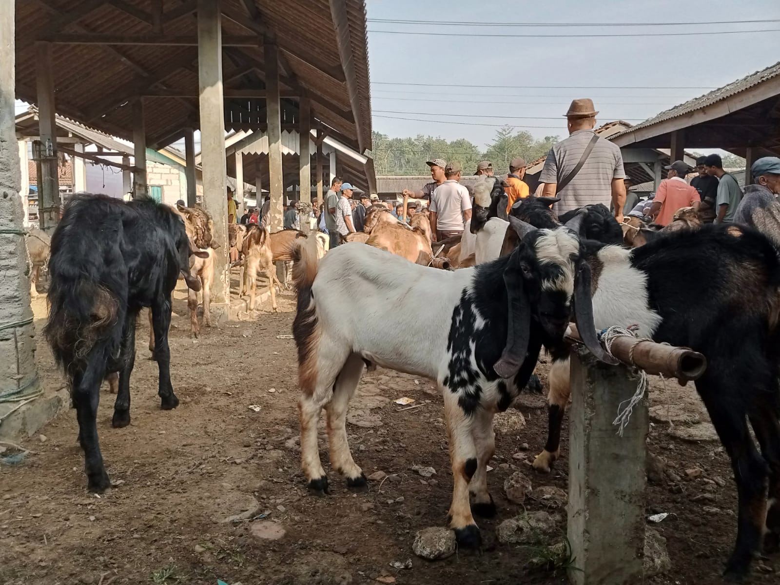 Jenis Kambing Peranakan Etawa